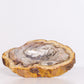 Petrified Wood Ashtray