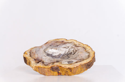 Petrified Wood Ashtray
