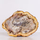 Petrified Wood Ashtray
